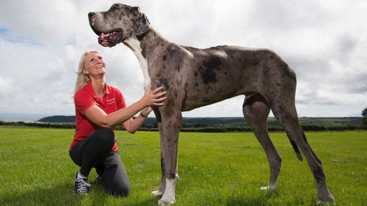 Тибетский мастиф