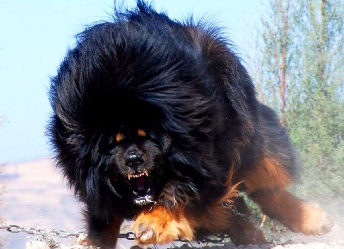 Немецкий дог гигантский Джордж