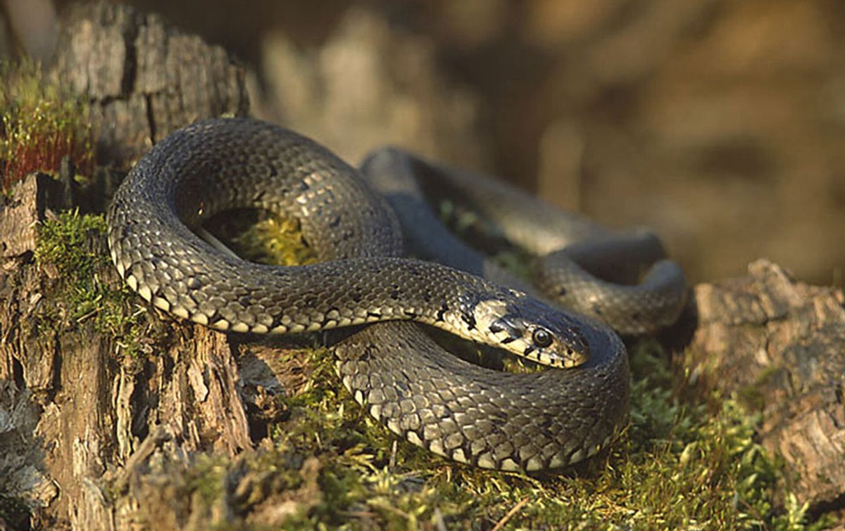 Безногая ящерица веретеница медянка