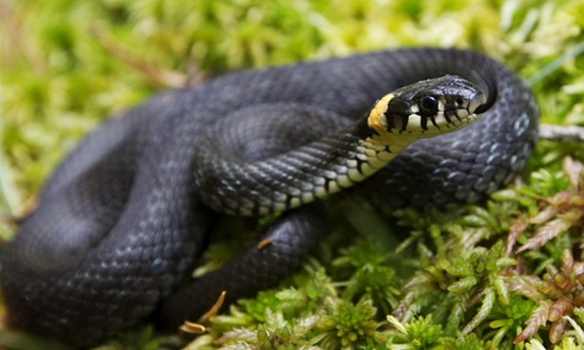 Уж обыкновенный самка