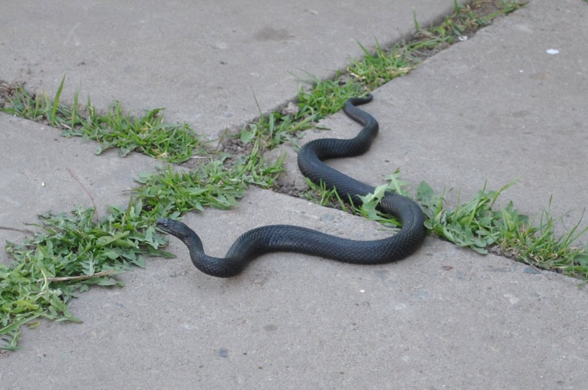 Гадюка Никольского (Vipera nikolskii)
