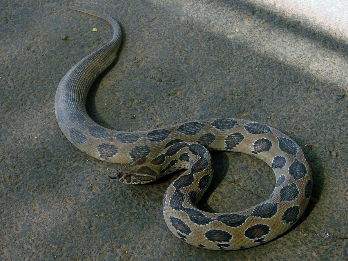 Цепочная гадюка