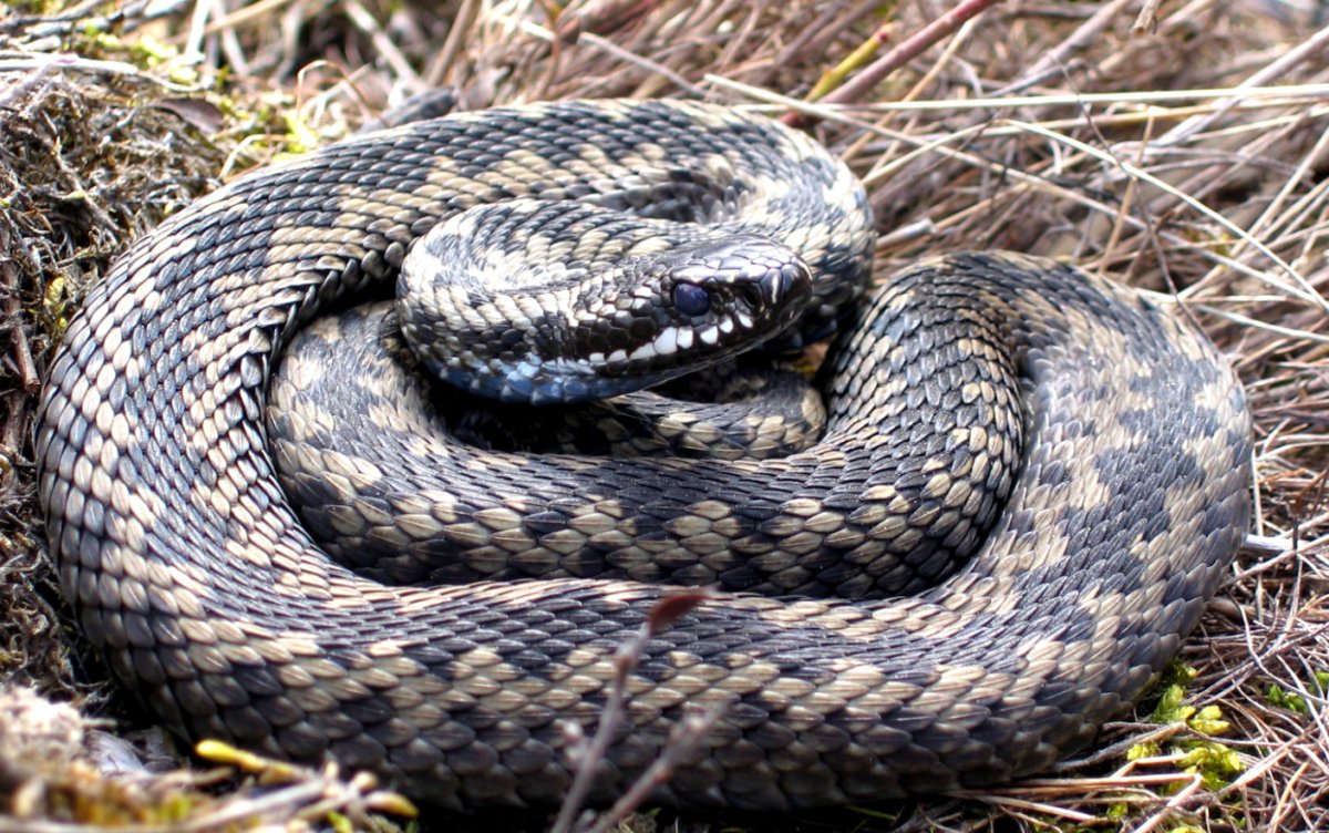 Гадюка обыкновенная Сибирская