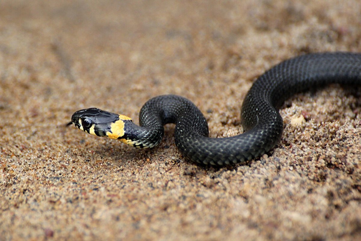 Обыкновенный уж