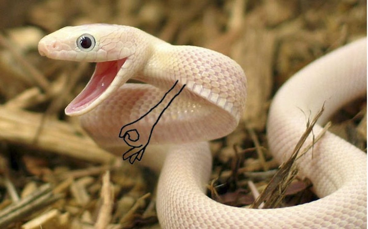 Полоз змея неядовитая белая