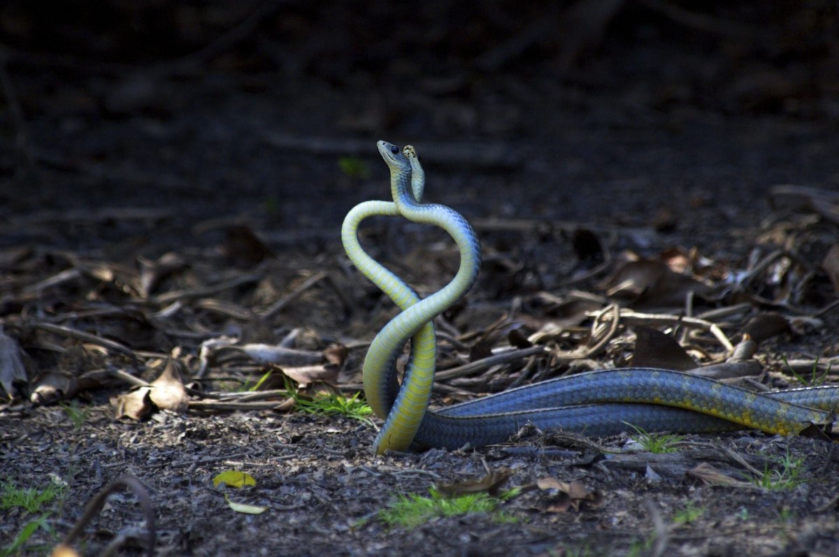 Сетчатый питон леуцист