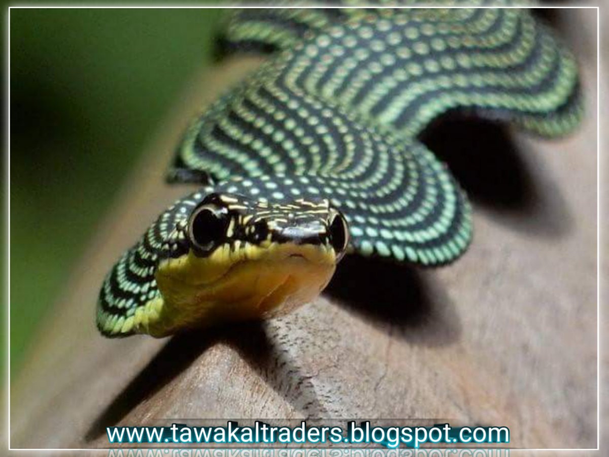 Змеи розового цвета