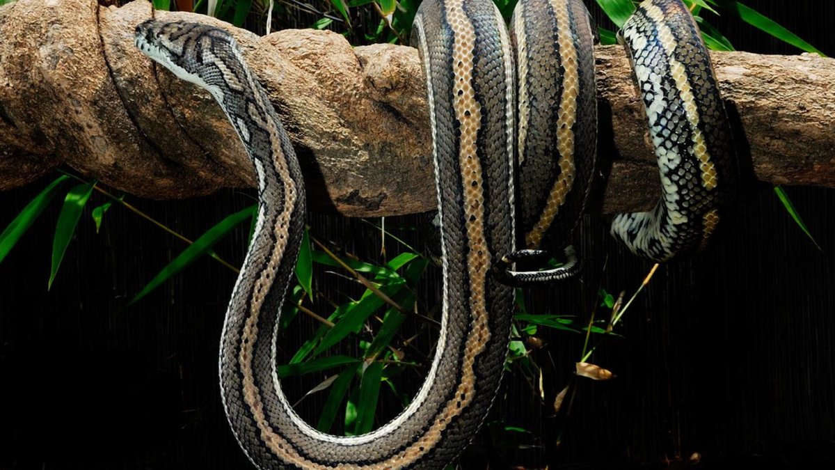 Тату змеи Минимализм