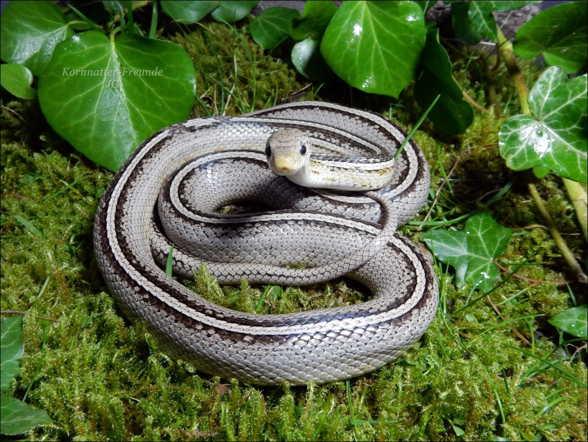 Змея контур