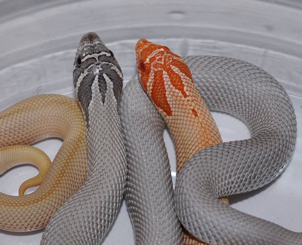 Королевская Кобра самец и самка