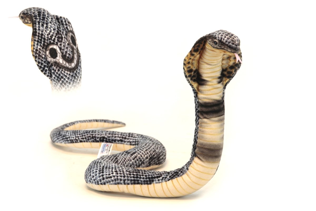 Питон Королевский Региус белые