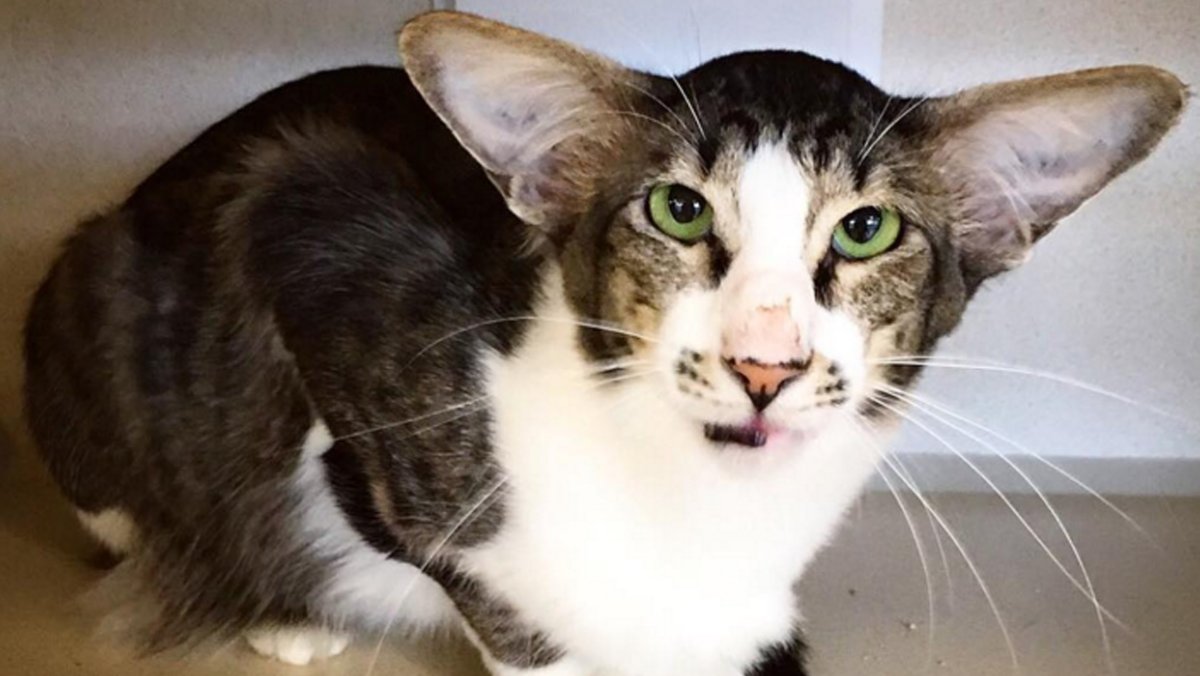 Котята Эстетика