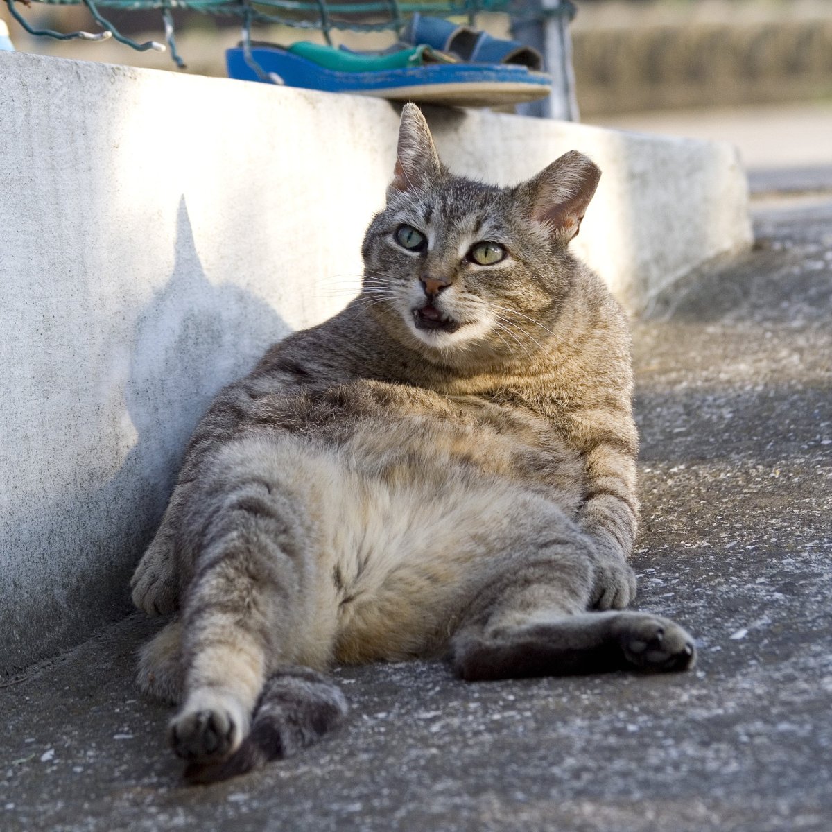 Котики ты даун