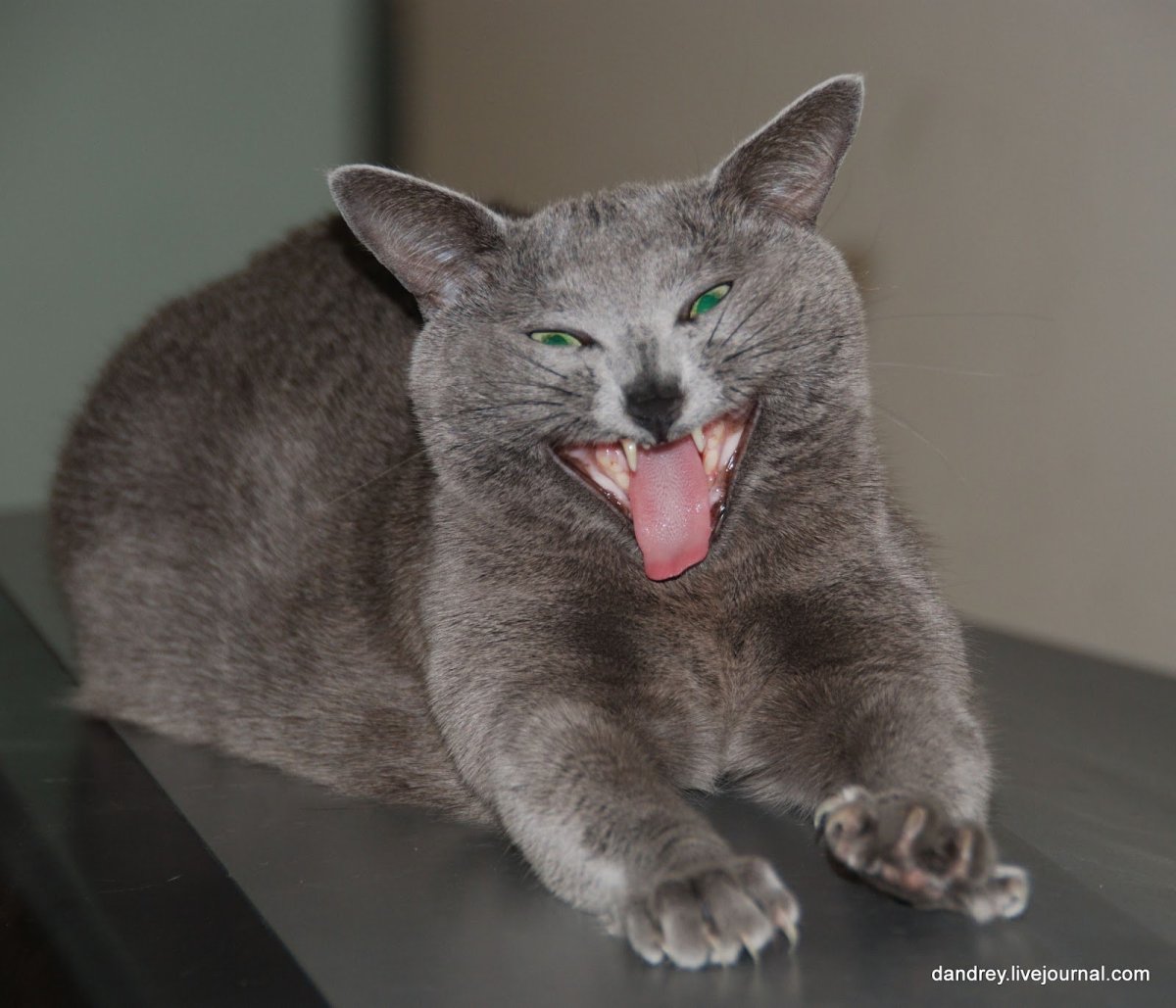 Кот с синдромом Дауна