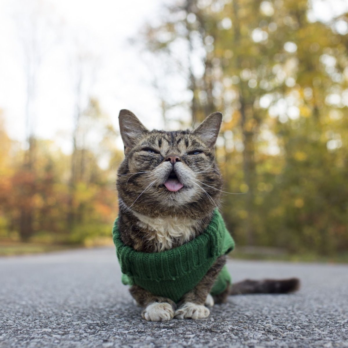 Котенок с заколочкой