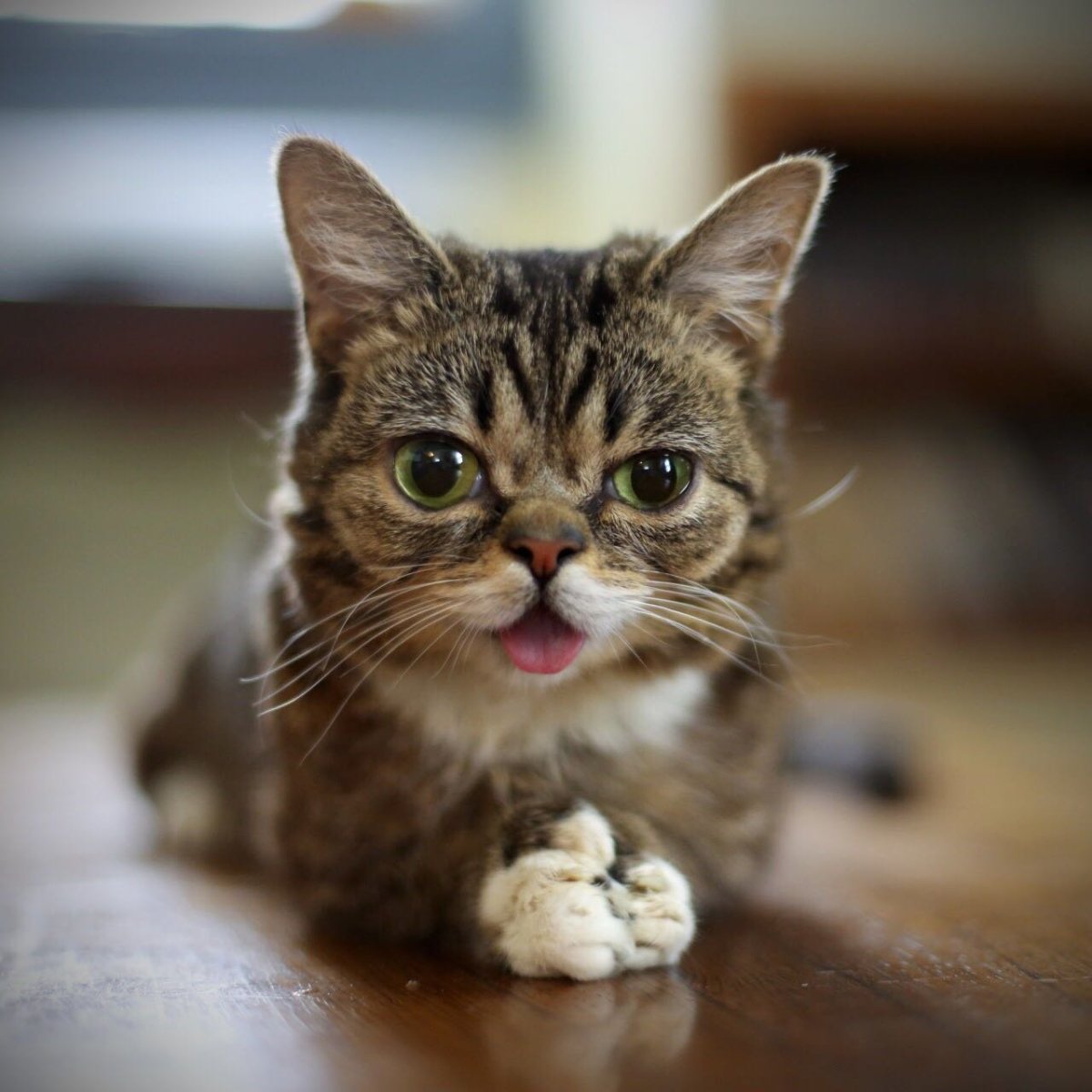 Lil Bub кот