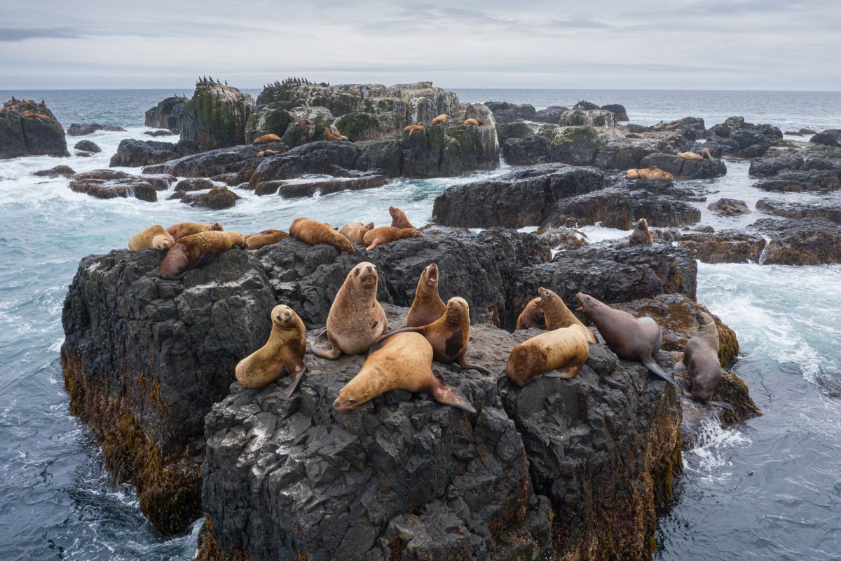 Курильские острова сивучи