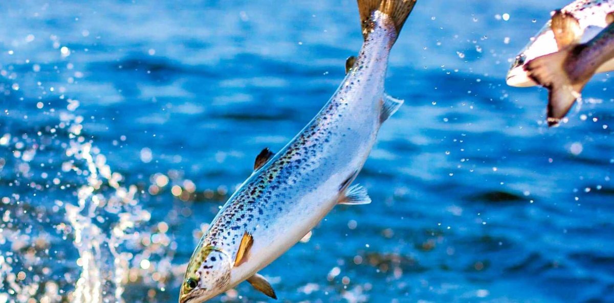 Семга в воде