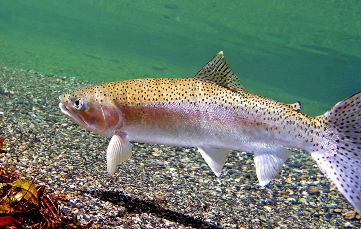 Ленок (Ускуч)