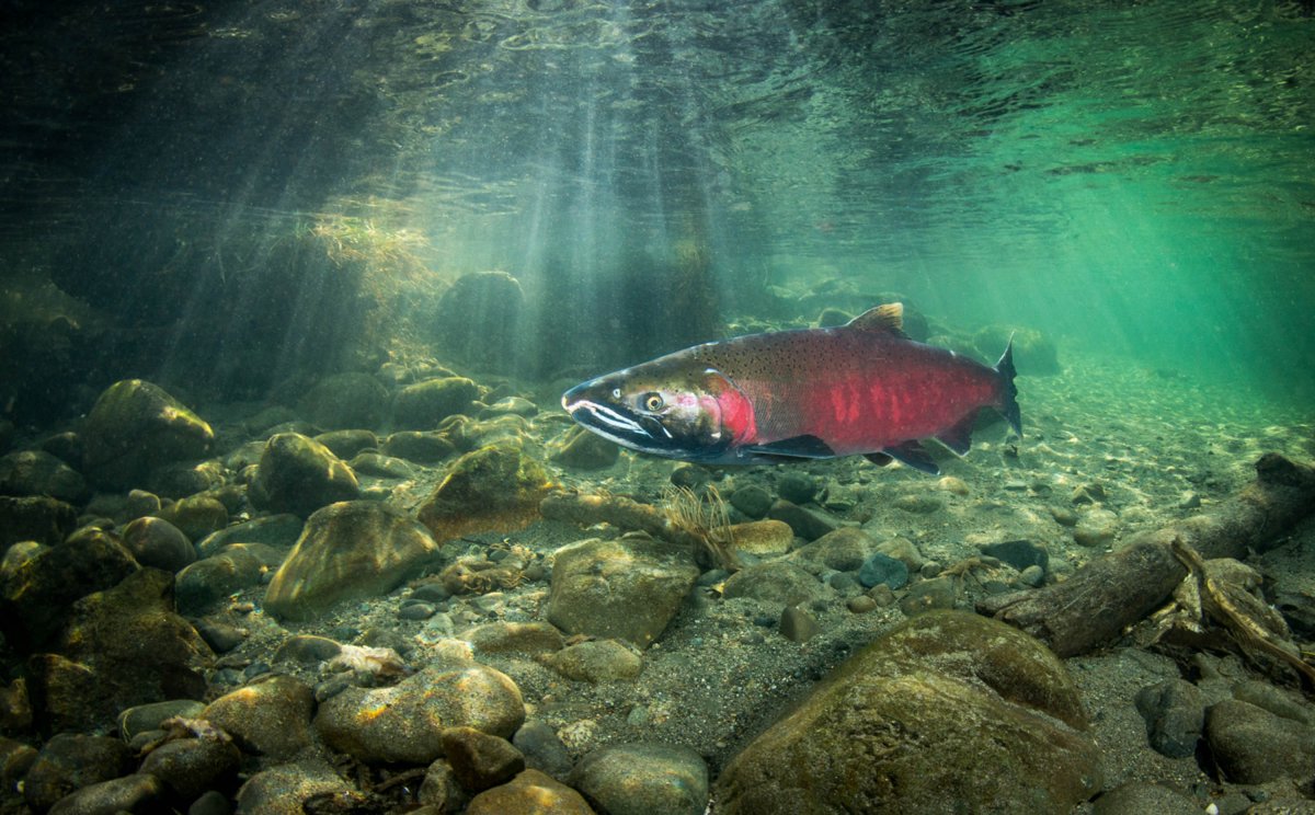 Лосось в тихом океане
