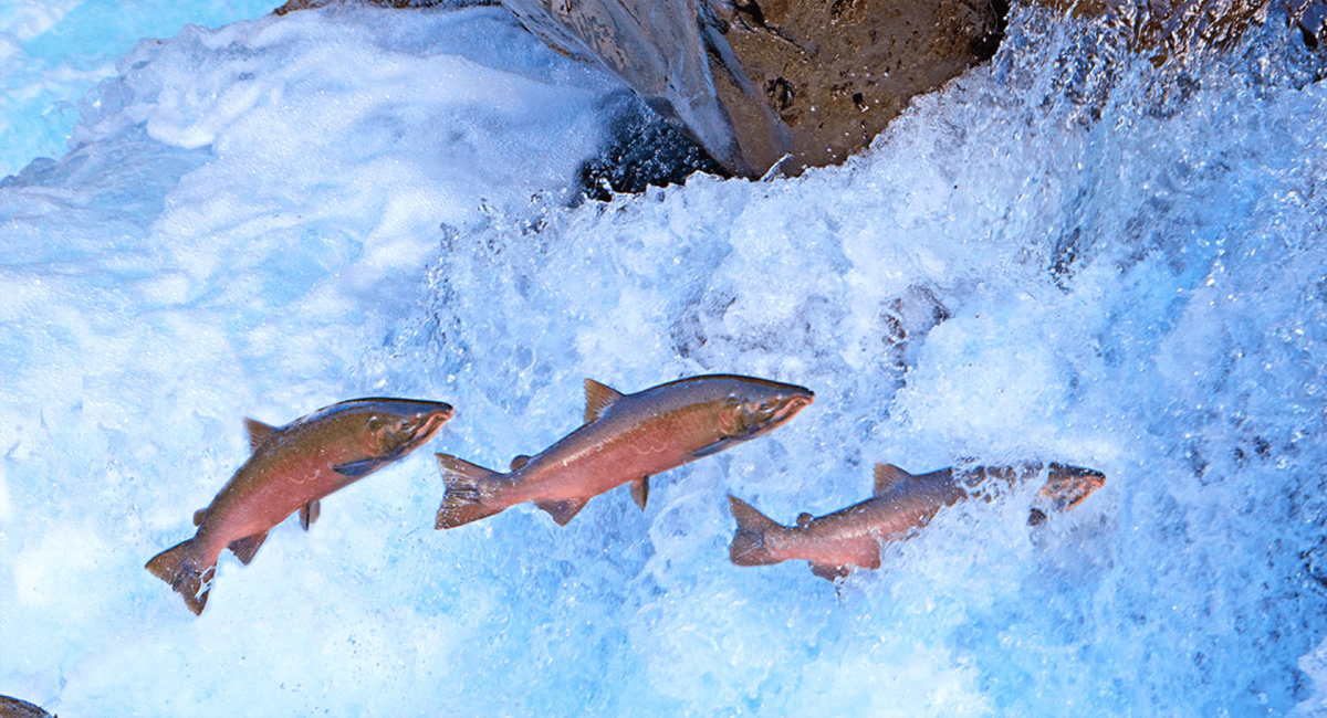 Лосось чавыча Камчатка