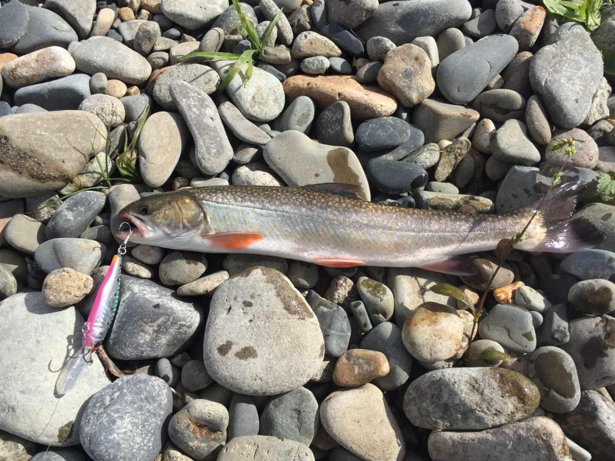 Голец Приморский край рыба