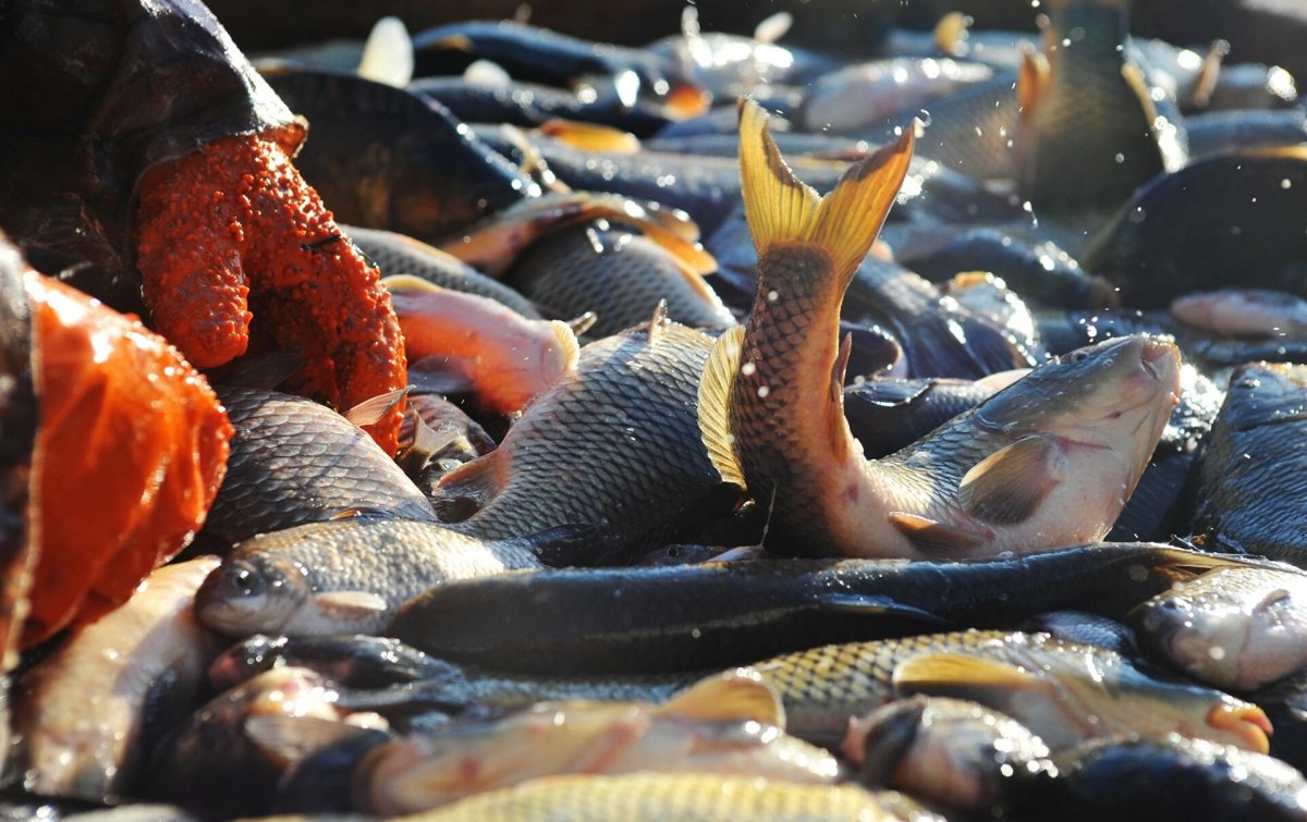 Поставка рыбы