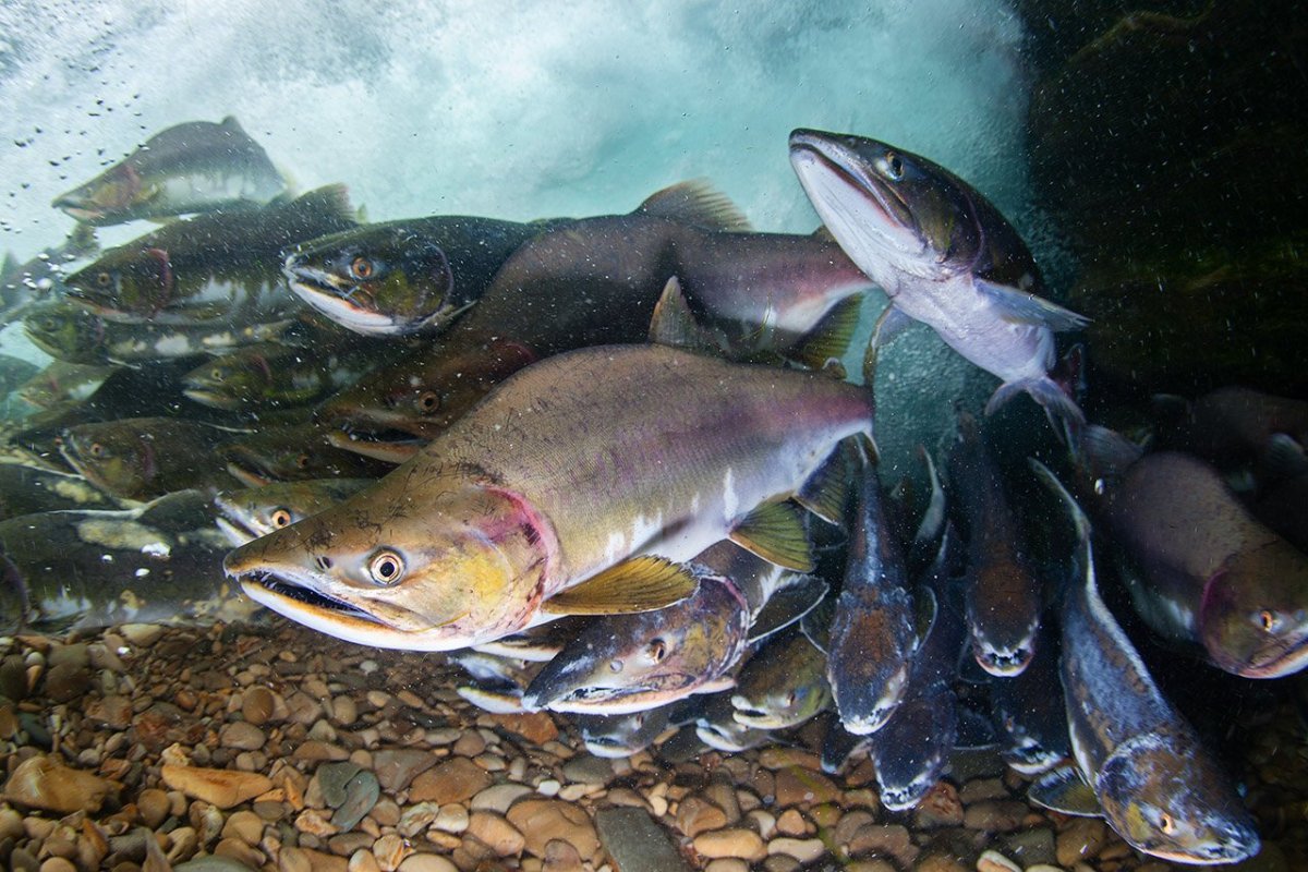 Горбуша Речная рыба