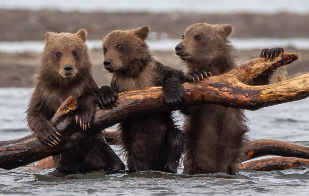 Курильское озеро Камчатка медведи