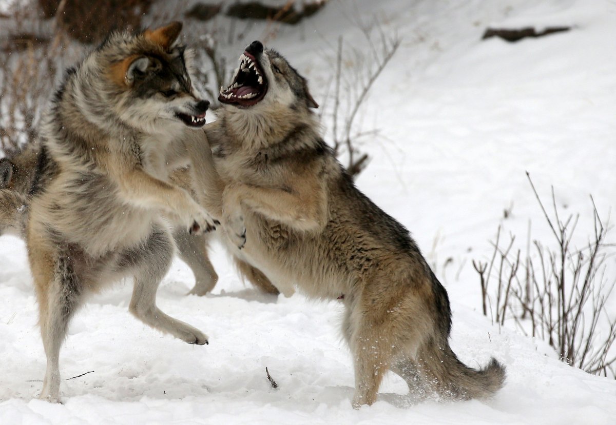 Есть ли волки на Сахалине