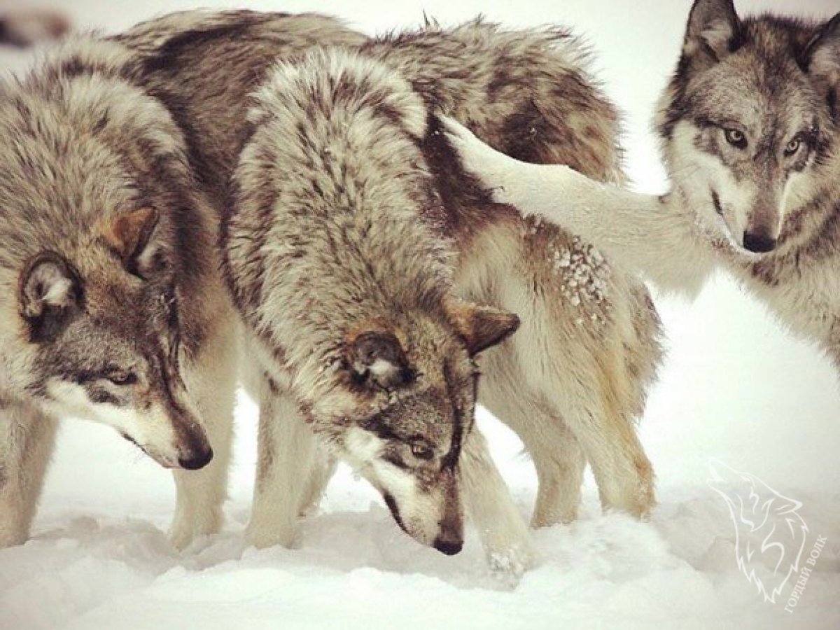 Стая Волков Эстетика