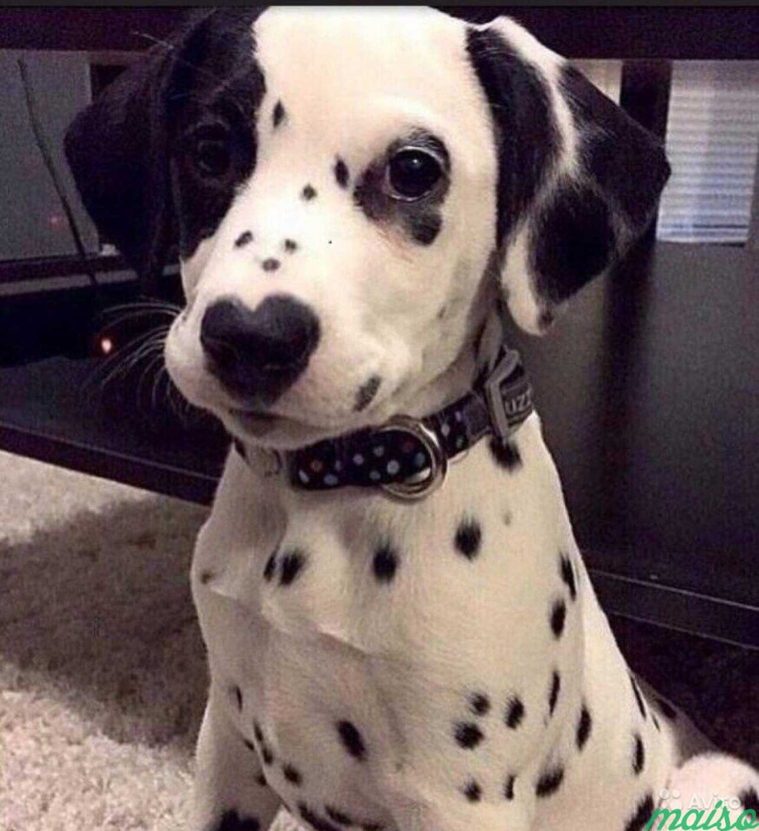 Собаки с окрасом далматинца