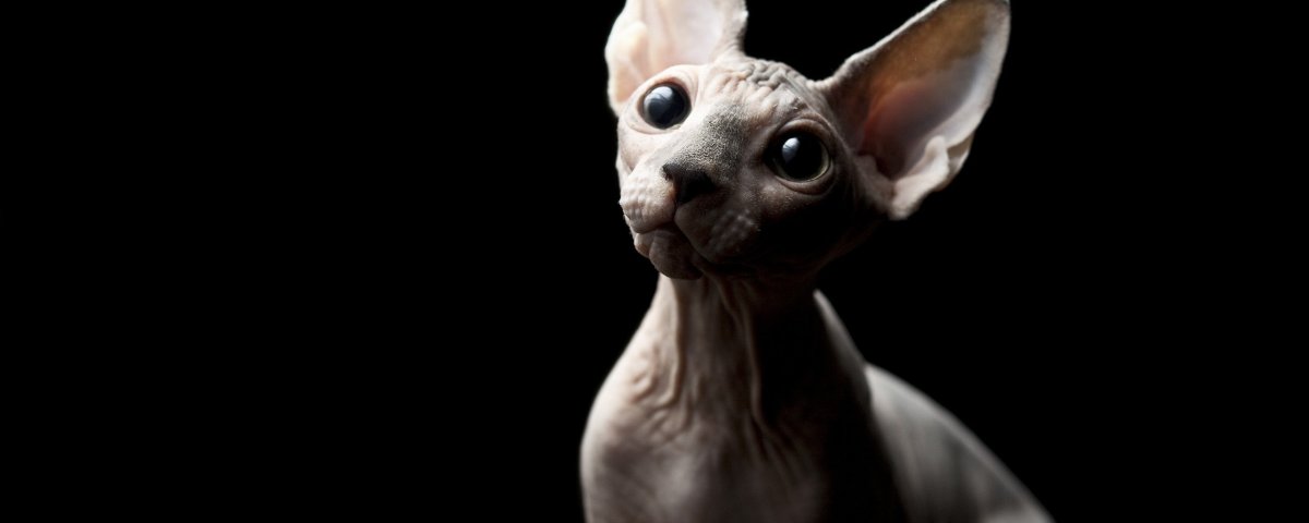 Канадский сфинкс серый с голубыми глазами