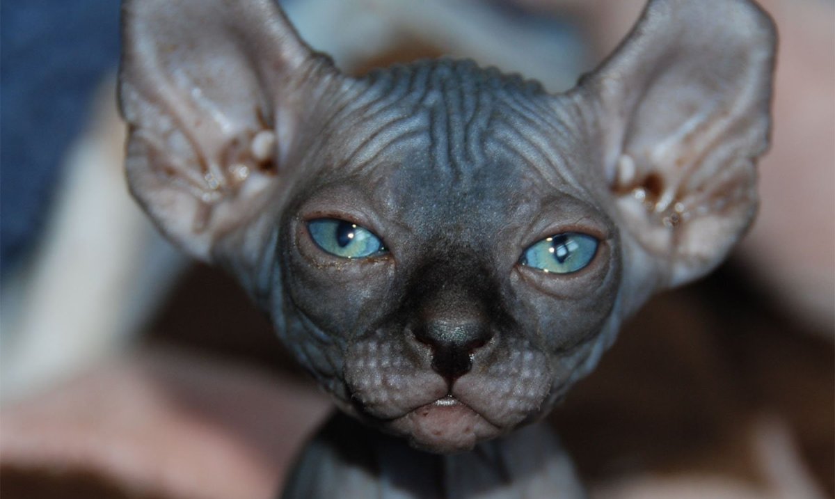 Ориентальная кошка эбони