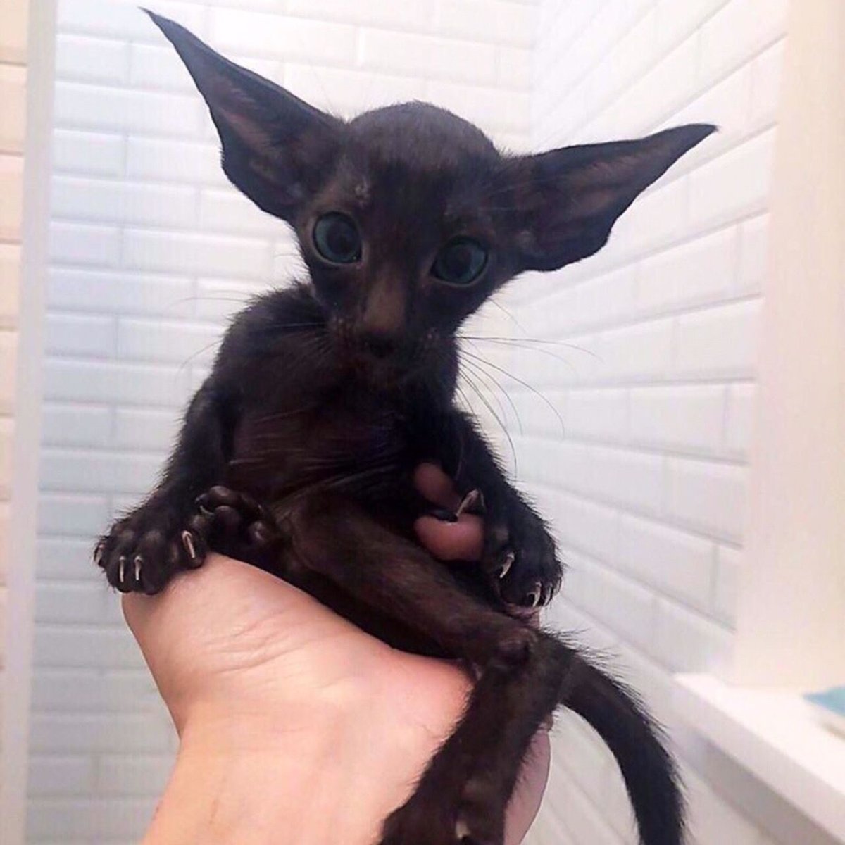 Силуэт кота сфинкса