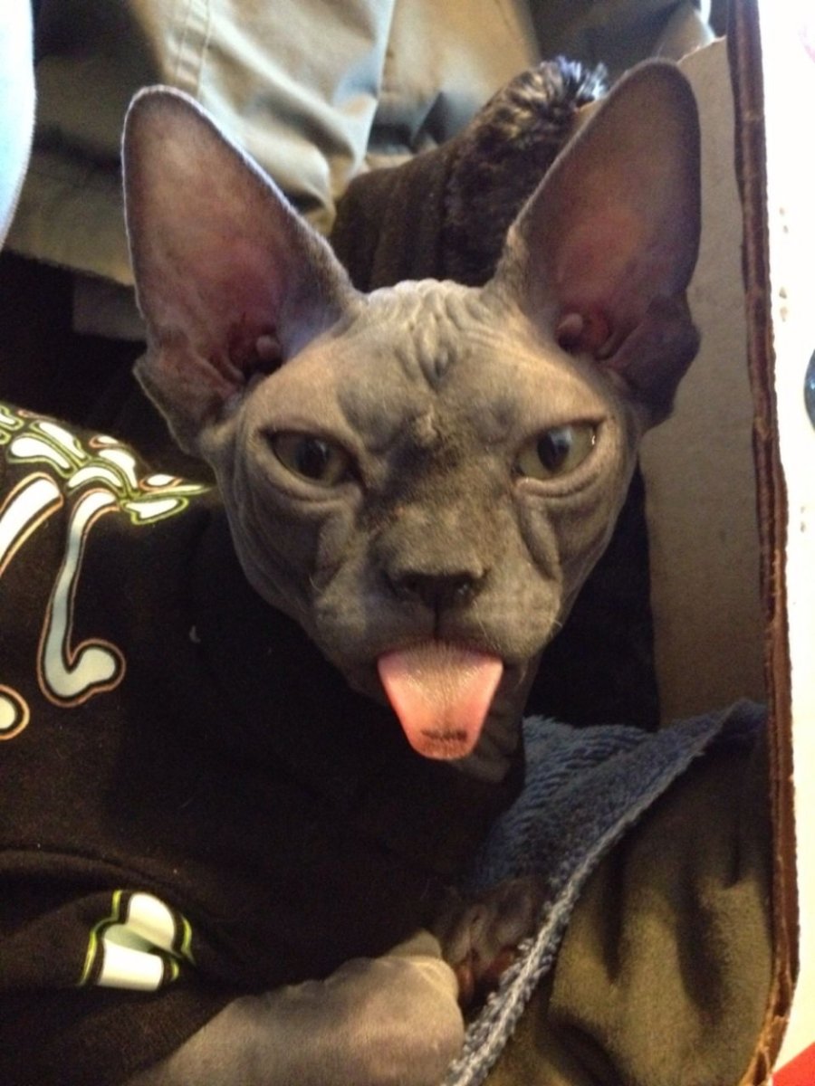 Кот сфинкс на черном фоне