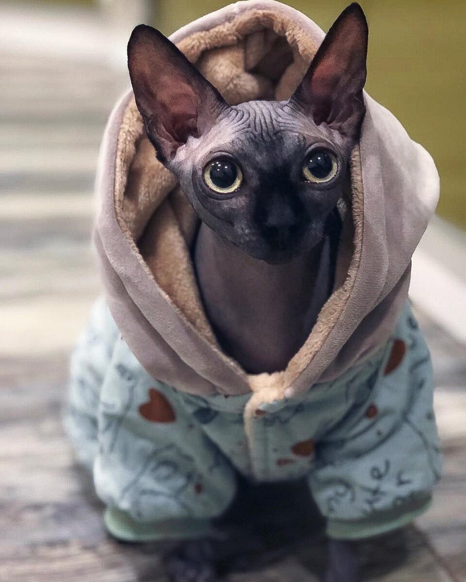 Сфинкс Петерболд черный