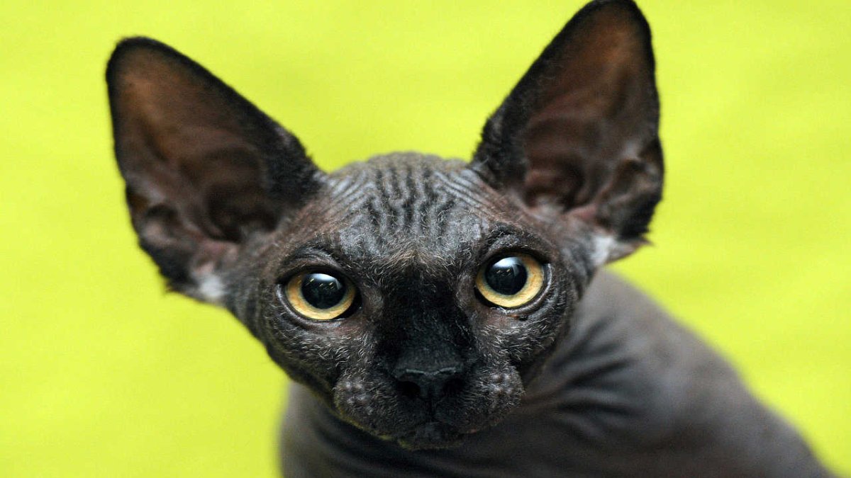 Сфинкс порода кошек леопардывае