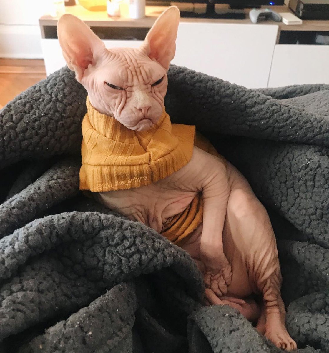 Смешные сфинксы