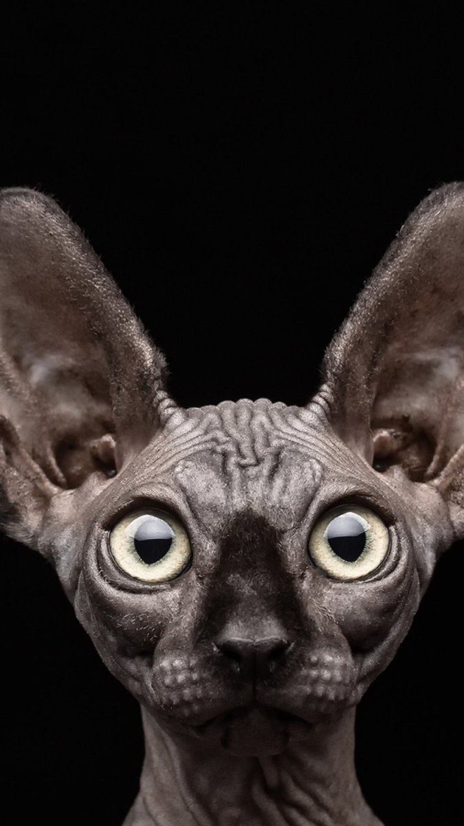 Маленькие лысые собачки