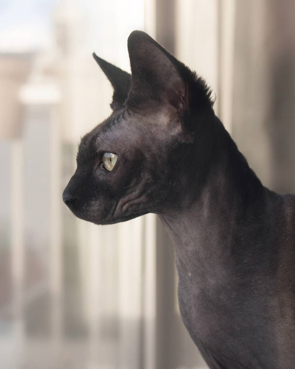 Египетская кошка сидит