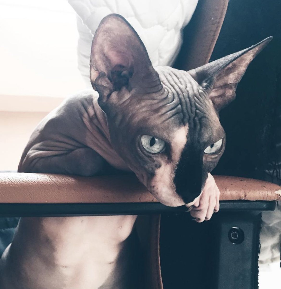 Кот сфинкс в очках