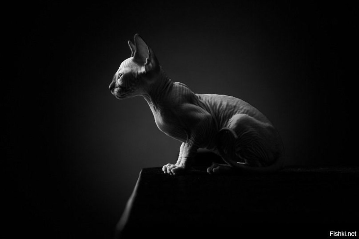 Чёрный сфинкс кошка