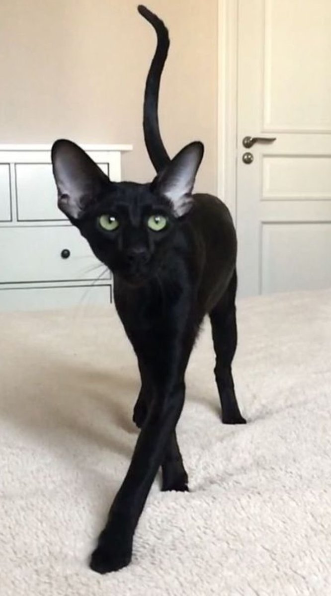 Сфинкс (порода кошек)