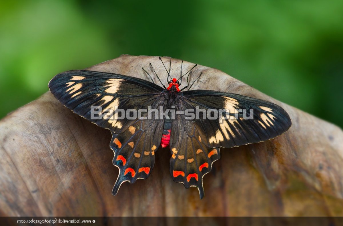 Парусник Кочубей бабочка