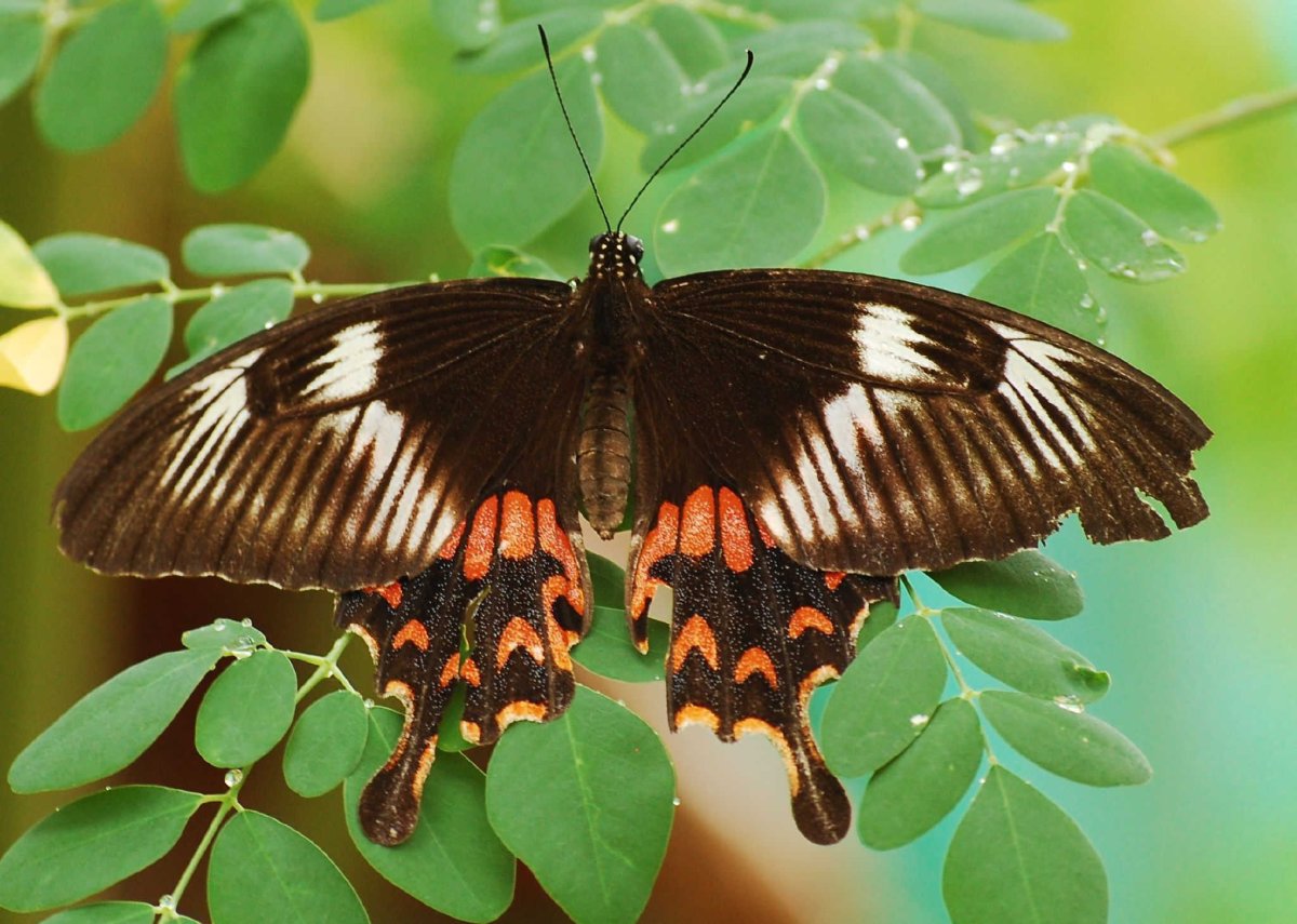 Бабочка парусник Румянцева кокон