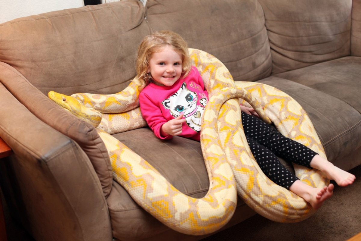 Гигантский тигровый питон