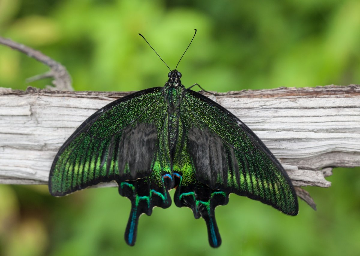Парусник Махаон – Papilio Machaon