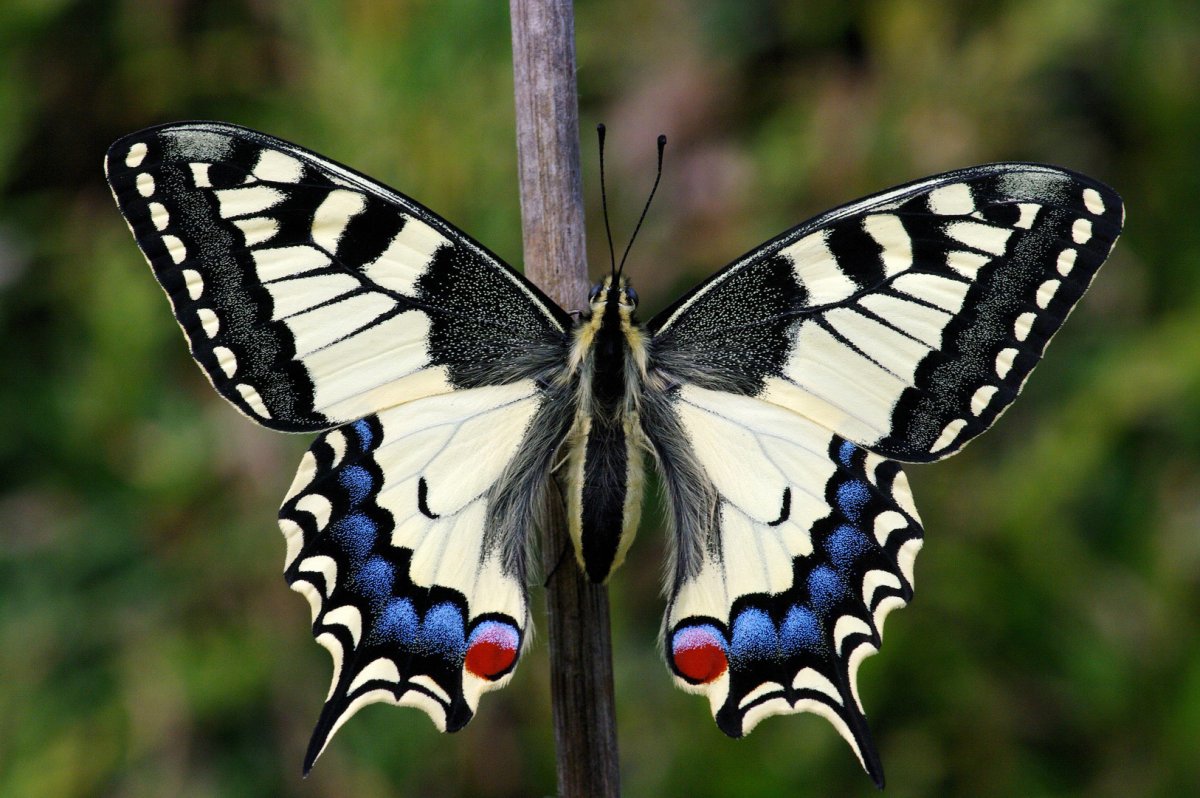 Papilio Troilus гусеница