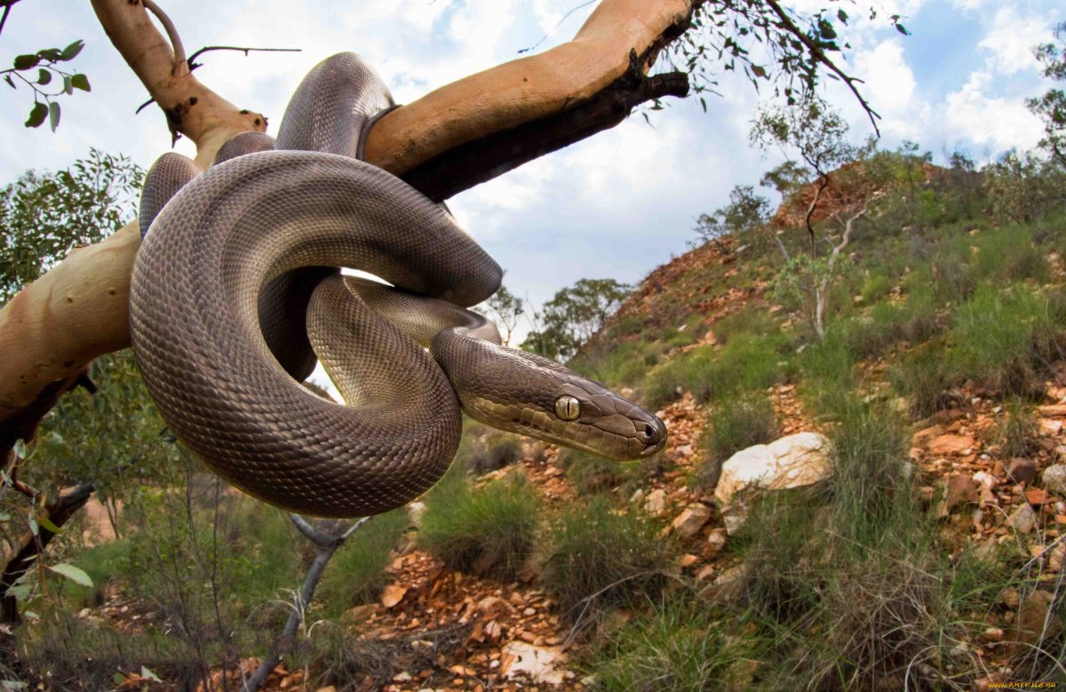 Королевские змеи домашние